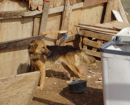 Wachhund im Lager, Winterhilfe in Jordanien